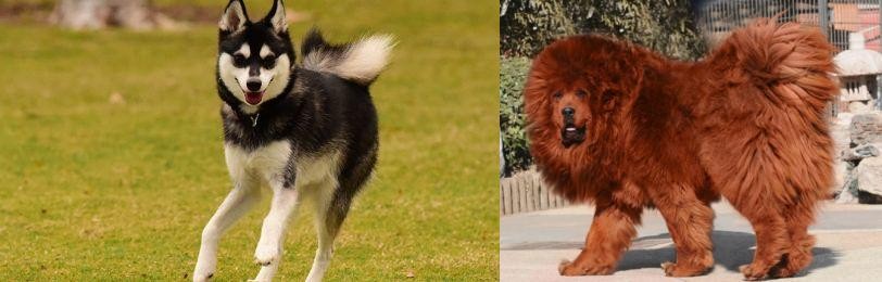 Himalayan Mastiff vs Alaskan Klee Kai - Breed Comparison