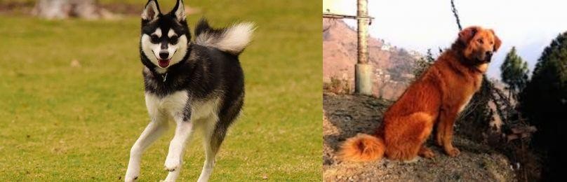 Himalayan Sheepdog vs Alaskan Klee Kai - Breed Comparison