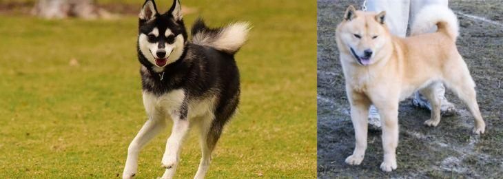 Hokkaido vs Alaskan Klee Kai - Breed Comparison