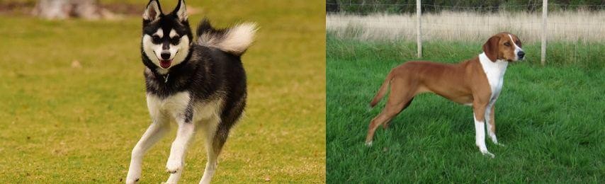 Hygenhund vs Alaskan Klee Kai - Breed Comparison