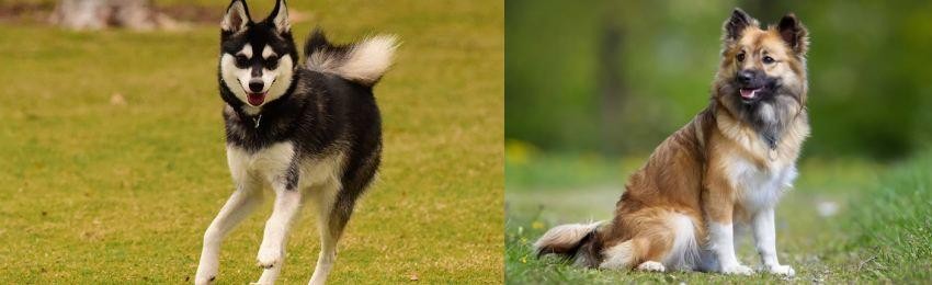 Icelandic Sheepdog vs Alaskan Klee Kai - Breed Comparison