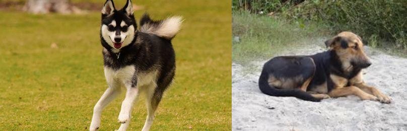 Indian Pariah Dog vs Alaskan Klee Kai - Breed Comparison