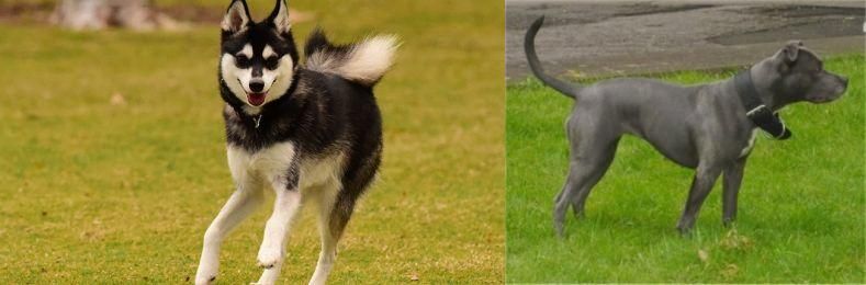 Irish Bull Terrier vs Alaskan Klee Kai - Breed Comparison