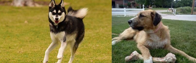 Irish Mastiff Hound vs Alaskan Klee Kai - Breed Comparison