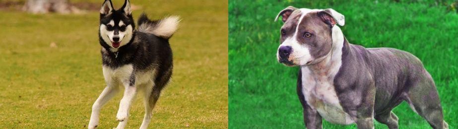 Irish Staffordshire Bull Terrier vs Alaskan Klee Kai - Breed Comparison