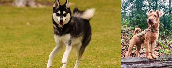 Irish Terrier vs Alaskan Klee Kai - Breed Comparison