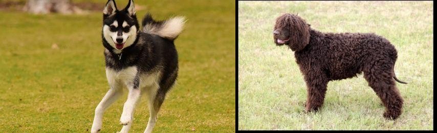 Irish Water Spaniel vs Alaskan Klee Kai - Breed Comparison