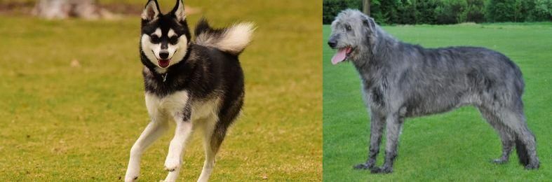 Irish Wolfhound vs Alaskan Klee Kai - Breed Comparison