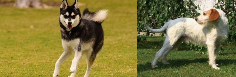 Istarski Ostrodlaki Gonic vs Alaskan Klee Kai - Breed Comparison