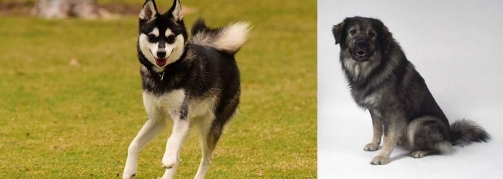 Istrian Sheepdog vs Alaskan Klee Kai - Breed Comparison