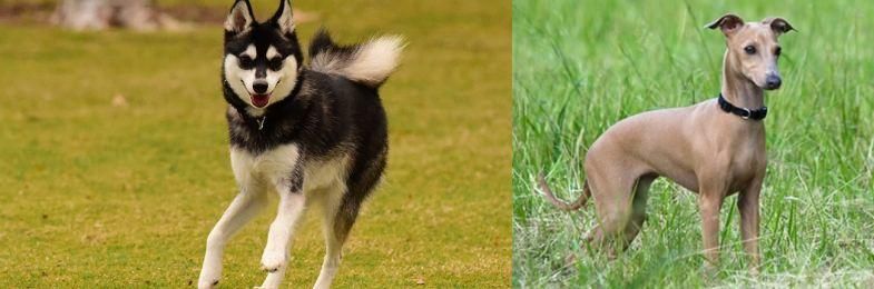 Italian Greyhound vs Alaskan Klee Kai - Breed Comparison