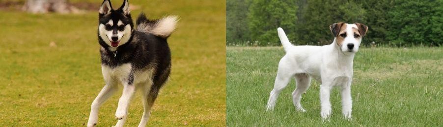 Jack Russell Terrier vs Alaskan Klee Kai - Breed Comparison