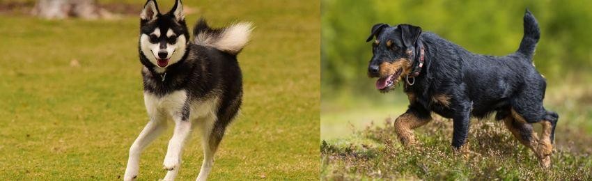 Jagdterrier vs Alaskan Klee Kai - Breed Comparison