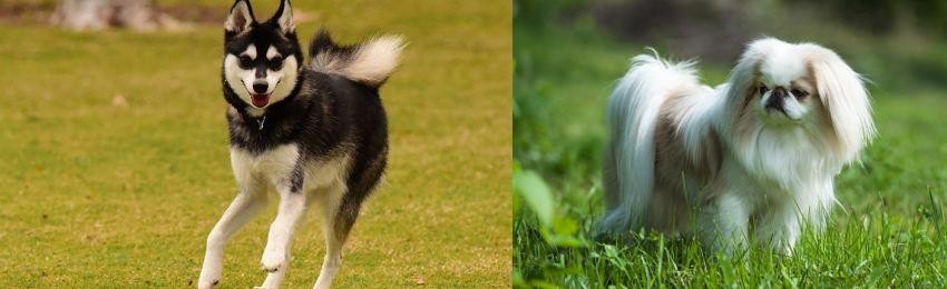 Japanese Chin vs Alaskan Klee Kai - Breed Comparison