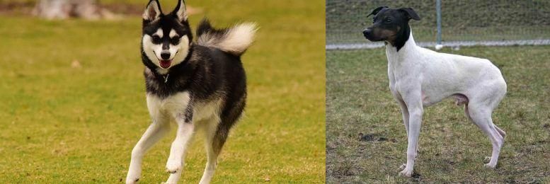 Japanese Terrier vs Alaskan Klee Kai - Breed Comparison