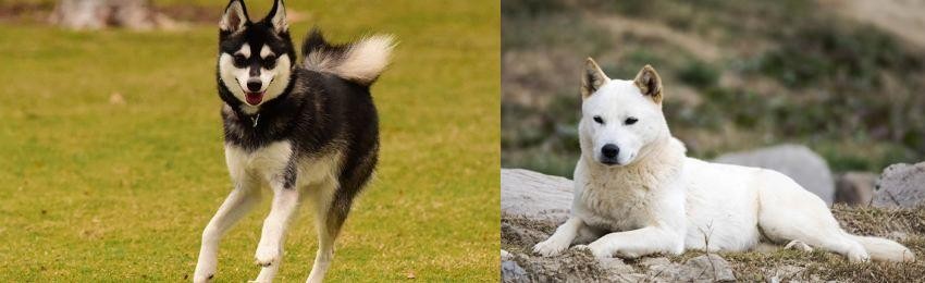 Jindo vs Alaskan Klee Kai - Breed Comparison