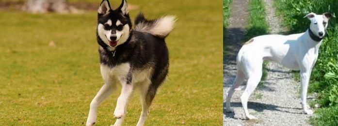 Kaikadi vs Alaskan Klee Kai - Breed Comparison