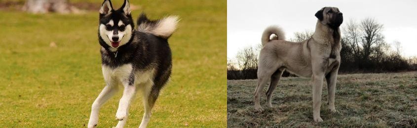 Kangal Dog vs Alaskan Klee Kai - Breed Comparison