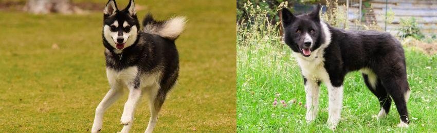 Karelian Bear Dog vs Alaskan Klee Kai - Breed Comparison