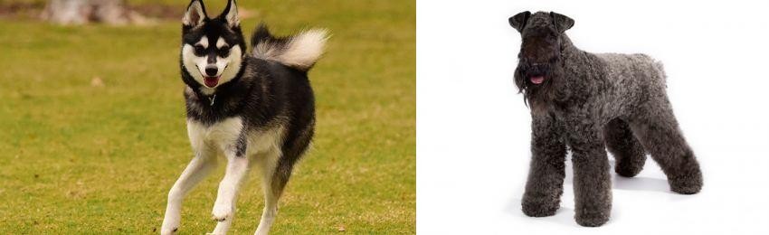 Kerry Blue Terrier vs Alaskan Klee Kai - Breed Comparison
