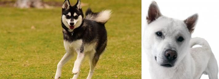 Kishu vs Alaskan Klee Kai - Breed Comparison