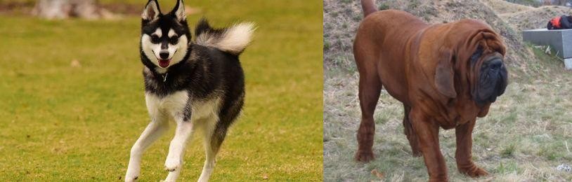 Korean Mastiff vs Alaskan Klee Kai - Breed Comparison