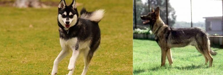 Kunming Dog vs Alaskan Klee Kai - Breed Comparison