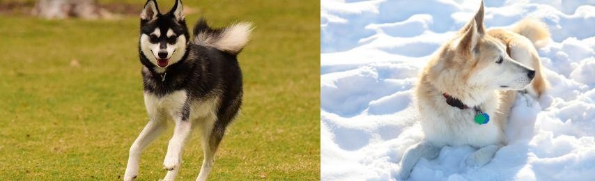 Labrador Husky vs Alaskan Klee Kai - Breed Comparison