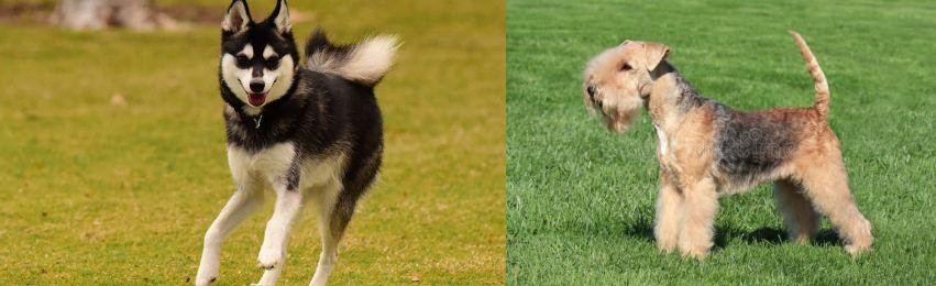 Lakeland Terrier vs Alaskan Klee Kai - Breed Comparison