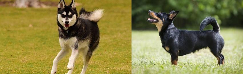 Lancashire Heeler vs Alaskan Klee Kai - Breed Comparison