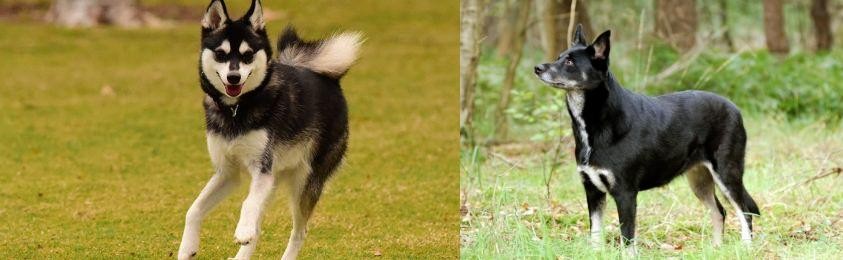 Lapponian Herder vs Alaskan Klee Kai - Breed Comparison