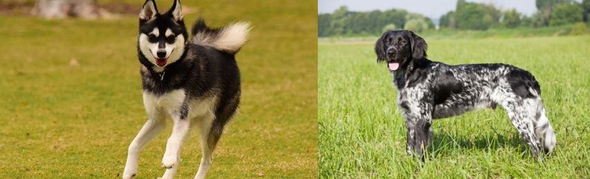 Large Munsterlander vs Alaskan Klee Kai - Breed Comparison
