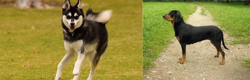 Latvian Hound vs Alaskan Klee Kai - Breed Comparison