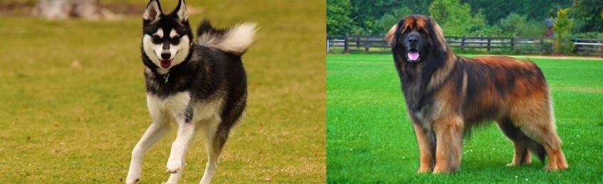 Leonberger vs Alaskan Klee Kai - Breed Comparison