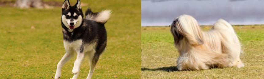 Lhasa Apso vs Alaskan Klee Kai - Breed Comparison