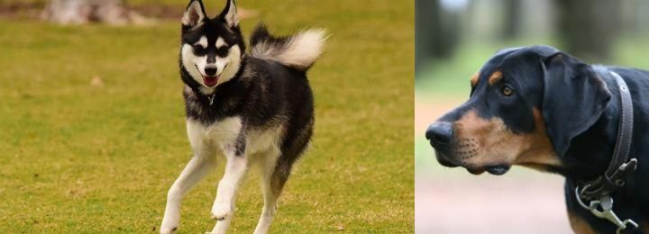 Lithuanian Hound vs Alaskan Klee Kai - Breed Comparison