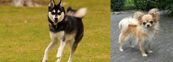 Long Haired Chihuahua vs Alaskan Klee Kai - Breed Comparison