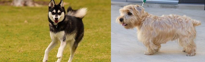 Lucas Terrier vs Alaskan Klee Kai - Breed Comparison