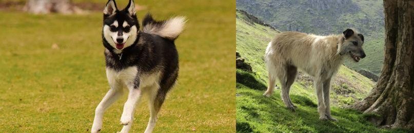 Lurcher vs Alaskan Klee Kai - Breed Comparison