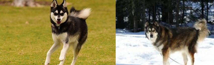 Mackenzie River Husky vs Alaskan Klee Kai - Breed Comparison