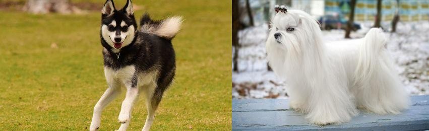 Maltese vs Alaskan Klee Kai - Breed Comparison