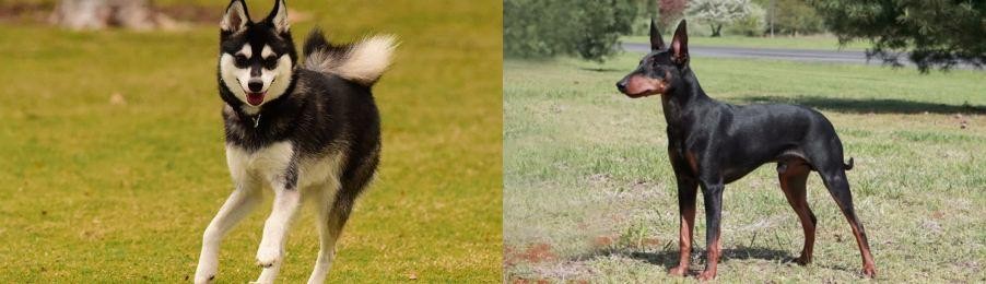 Manchester Terrier vs Alaskan Klee Kai - Breed Comparison