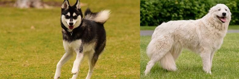 Maremma Sheepdog vs Alaskan Klee Kai - Breed Comparison