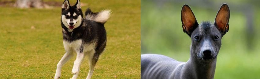 Mexican Hairless vs Alaskan Klee Kai - Breed Comparison