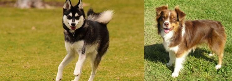 Miniature Australian Shepherd vs Alaskan Klee Kai - Breed Comparison