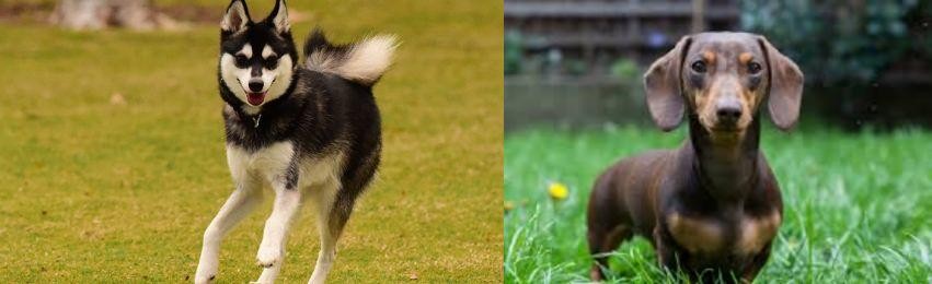 Miniature Dachshund vs Alaskan Klee Kai - Breed Comparison