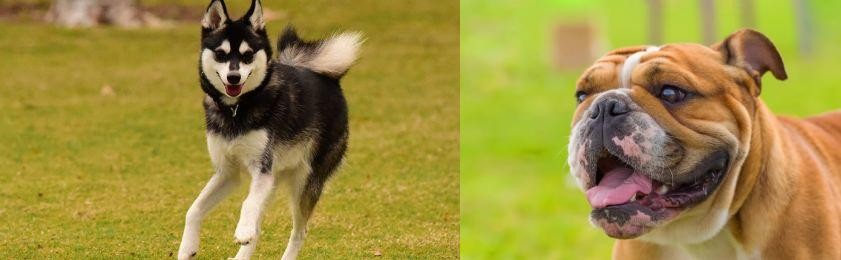 Miniature English Bulldog vs Alaskan Klee Kai - Breed Comparison