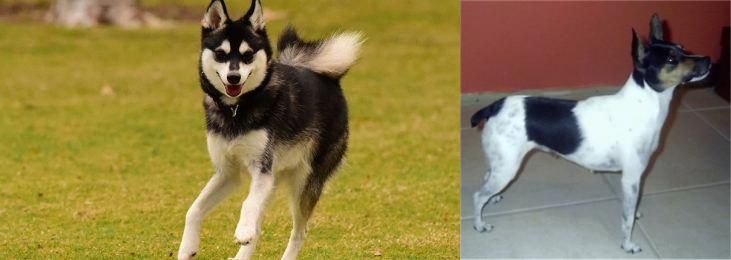 Miniature Fox Terrier vs Alaskan Klee Kai - Breed Comparison