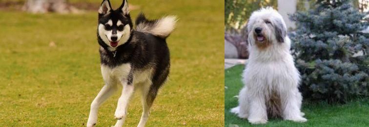Mioritic Sheepdog vs Alaskan Klee Kai - Breed Comparison