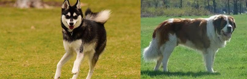 Moscow Watchdog vs Alaskan Klee Kai - Breed Comparison